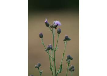 Acker-Kratzdistel (Cirsium arvense) - © Emanuel Trummer